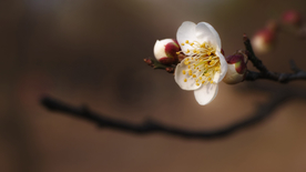 梅花腊梅唯美图片