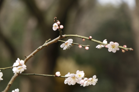 梅花腊梅唯美图片