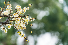 梅花腊梅唯美图片
