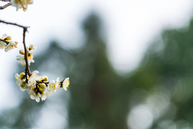 梅花腊梅唯美图片