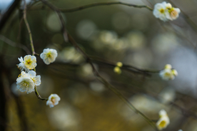 梅花腊梅唯美图片