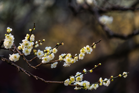 梅花腊梅唯美图片