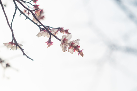 梅花腊梅唯美图片