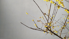 梅花腊梅唯美图片