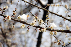 梅花腊梅唯美图片