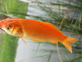 金鱼锦鲤水族观赏鱼图片