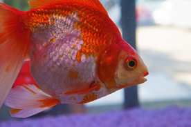 金鱼锦鲤水族观赏鱼图片