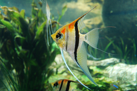 金鱼锦鲤水族观赏鱼图片