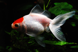 金鱼锦鲤水族观赏鱼图片