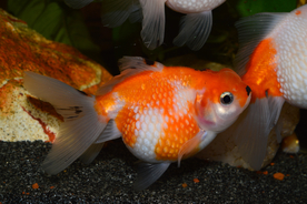 金鱼锦鲤水族观赏鱼图片