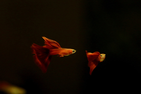 金鱼锦鲤水族观赏鱼图片