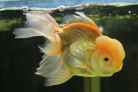 金鱼锦鲤水族观赏鱼图片