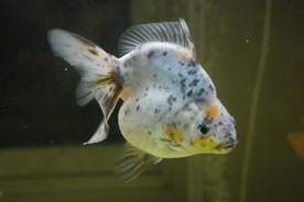 金鱼锦鲤水族观赏鱼图片