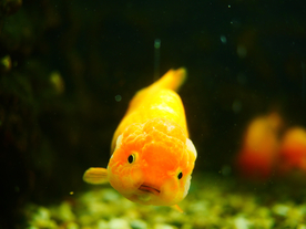 金鱼锦鲤水族观赏鱼图片