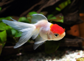 金鱼锦鲤水族观赏鱼图片