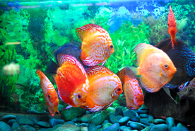 金鱼锦鲤水族观赏鱼图片