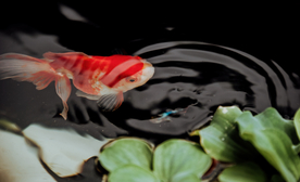 金鱼锦鲤水族观赏鱼图片