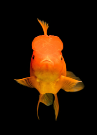 金鱼锦鲤水族观赏鱼图片