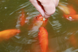 金鱼锦鲤水族观赏鱼图片
