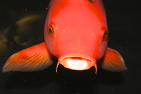 金鱼锦鲤水族观赏鱼图片