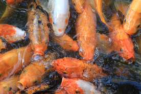 金鱼锦鲤水族观赏鱼图片