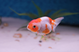 金鱼锦鲤水族观赏鱼图片