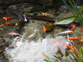 金鱼锦鲤水族观赏鱼图片