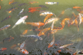 金鱼锦鲤水族观赏鱼图片