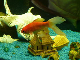 金鱼锦鲤水族观赏鱼图片