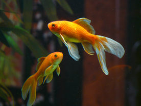 金鱼锦鲤水族观赏鱼图片