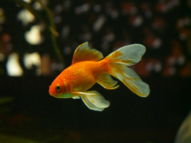 金鱼锦鲤水族观赏鱼图片
