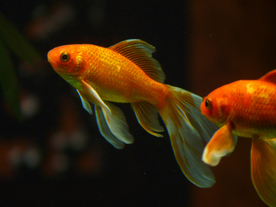 金鱼锦鲤水族观赏鱼图片