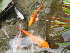 金鱼锦鲤水族观赏鱼图片