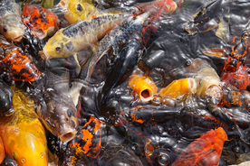 金鱼锦鲤水族观赏鱼图片