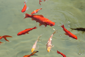 金鱼锦鲤水族观赏鱼图片