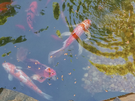 金鱼锦鲤水族观赏鱼图片