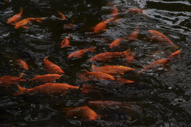 金鱼锦鲤水族观赏鱼图片