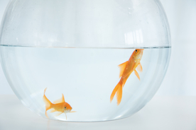 金鱼锦鲤水族观赏鱼图片