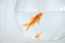 金鱼锦鲤水族观赏鱼图片