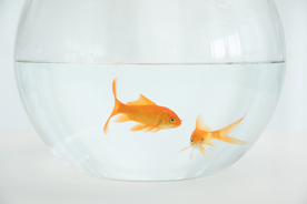 金鱼锦鲤水族观赏鱼图片