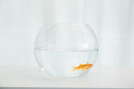 金鱼锦鲤水族观赏鱼图片