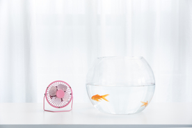 金鱼锦鲤水族观赏鱼图片