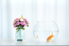 金鱼锦鲤水族观赏鱼图片