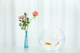 金鱼锦鲤水族观赏鱼图片