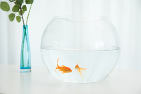 金鱼锦鲤水族观赏鱼图片