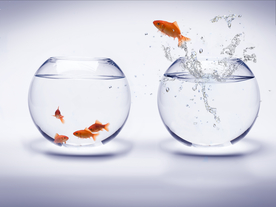 金鱼锦鲤水族观赏鱼图片