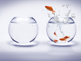 金鱼锦鲤水族观赏鱼图片