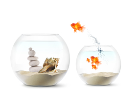 金鱼锦鲤水族观赏鱼图片