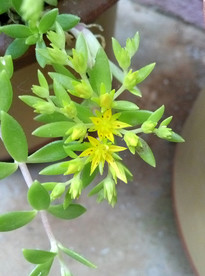 佛甲草花