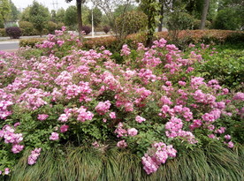 紫薇花